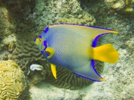 Queen Angelfish IMG 5398